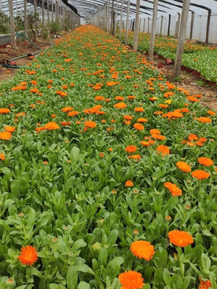 金盞菊