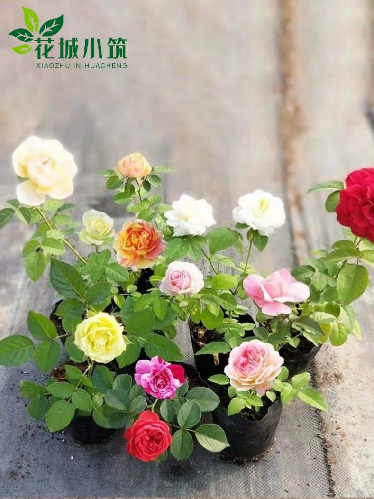 薔薇月季