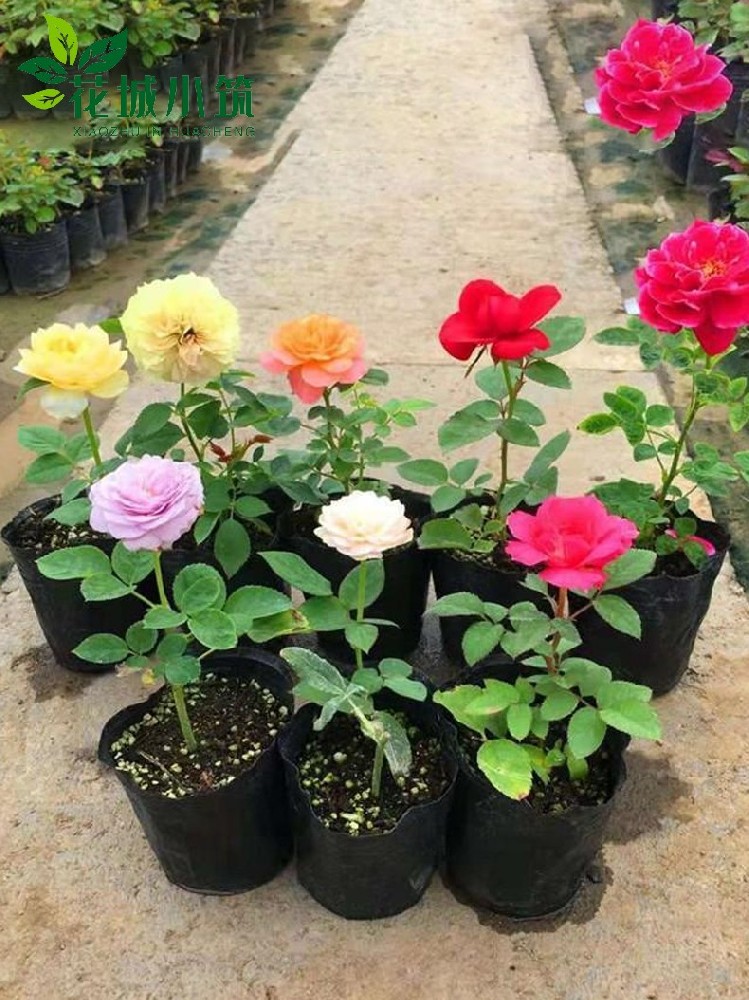 薔薇月季