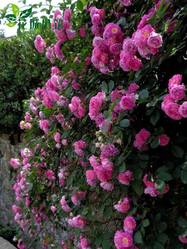 薔薇月季