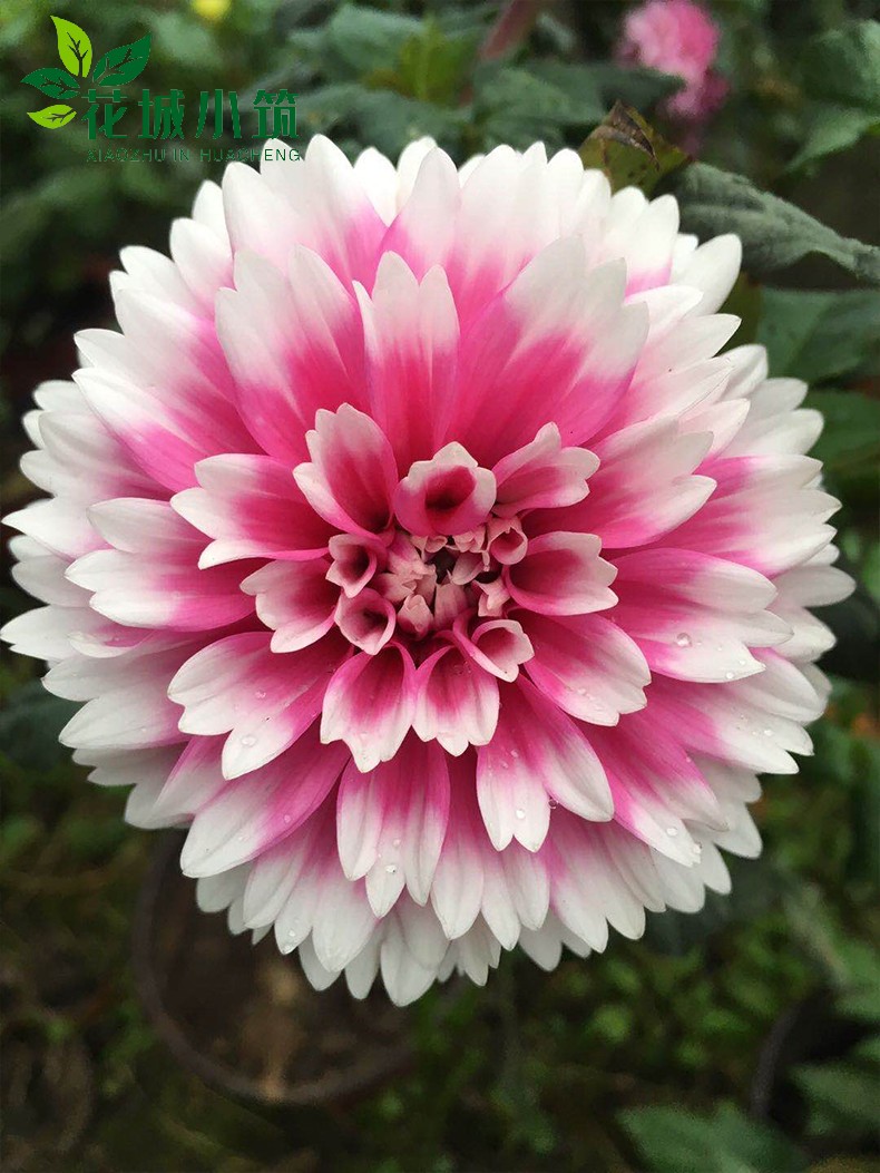 小麗花