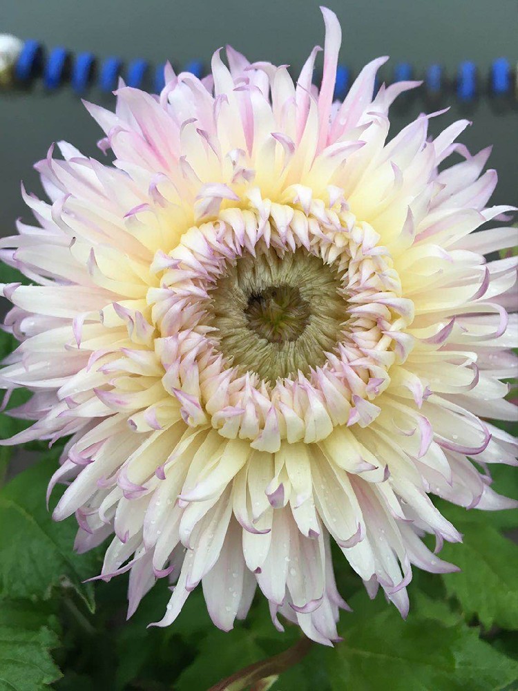 小麗花