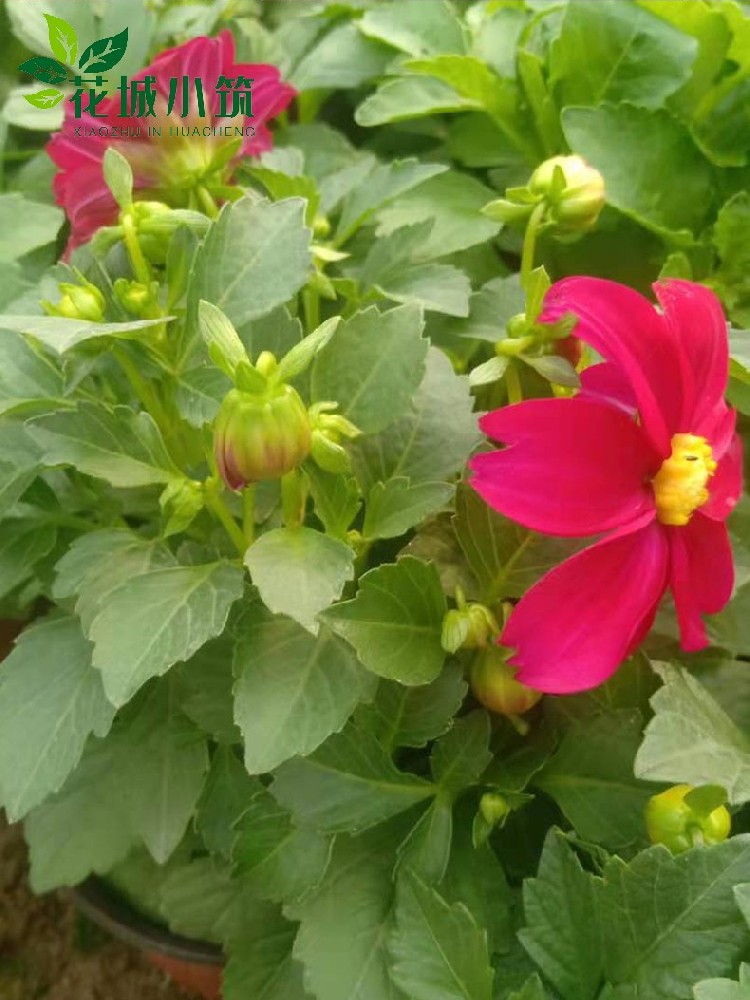 小麗花
