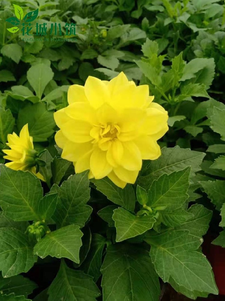 小麗花