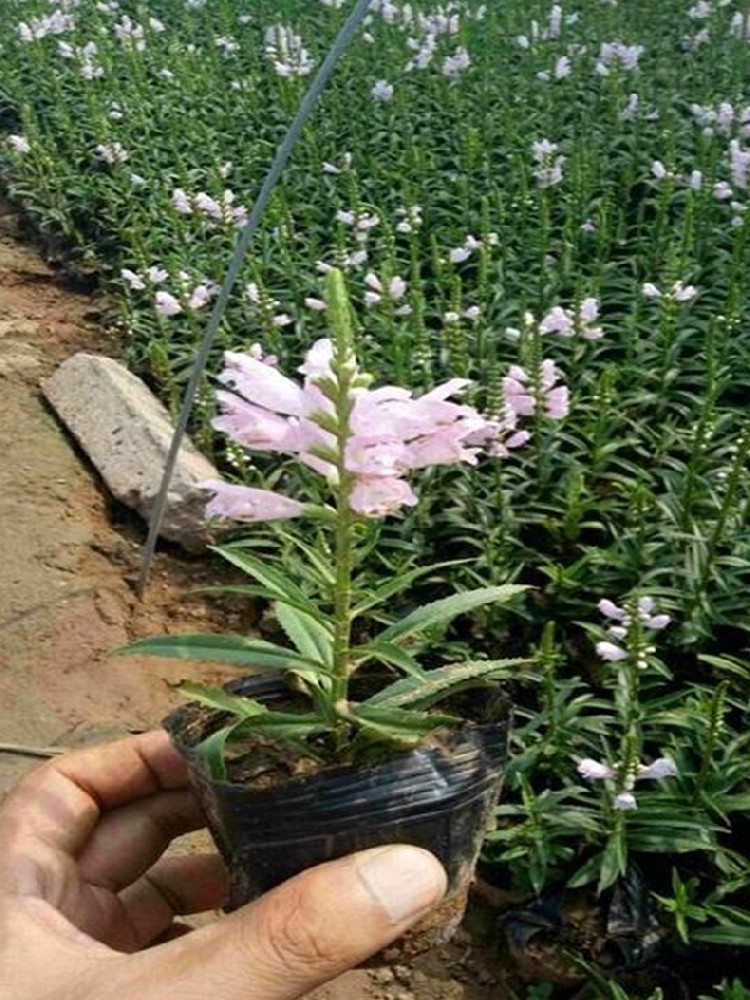 假龍頭