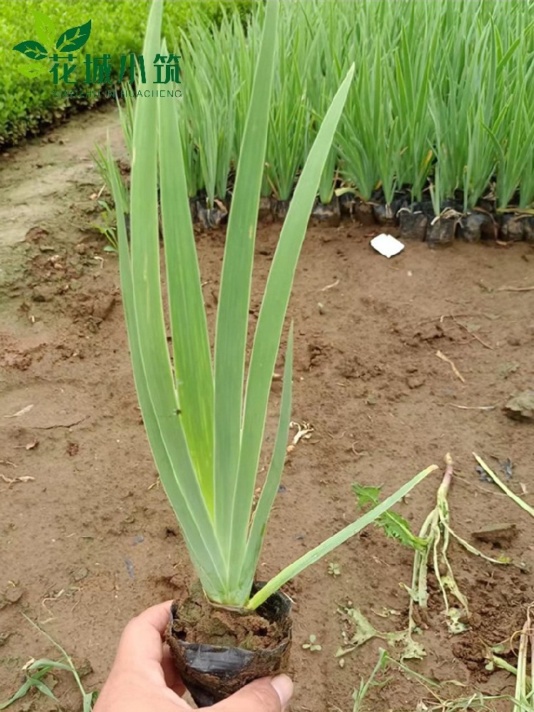 德國鳶尾