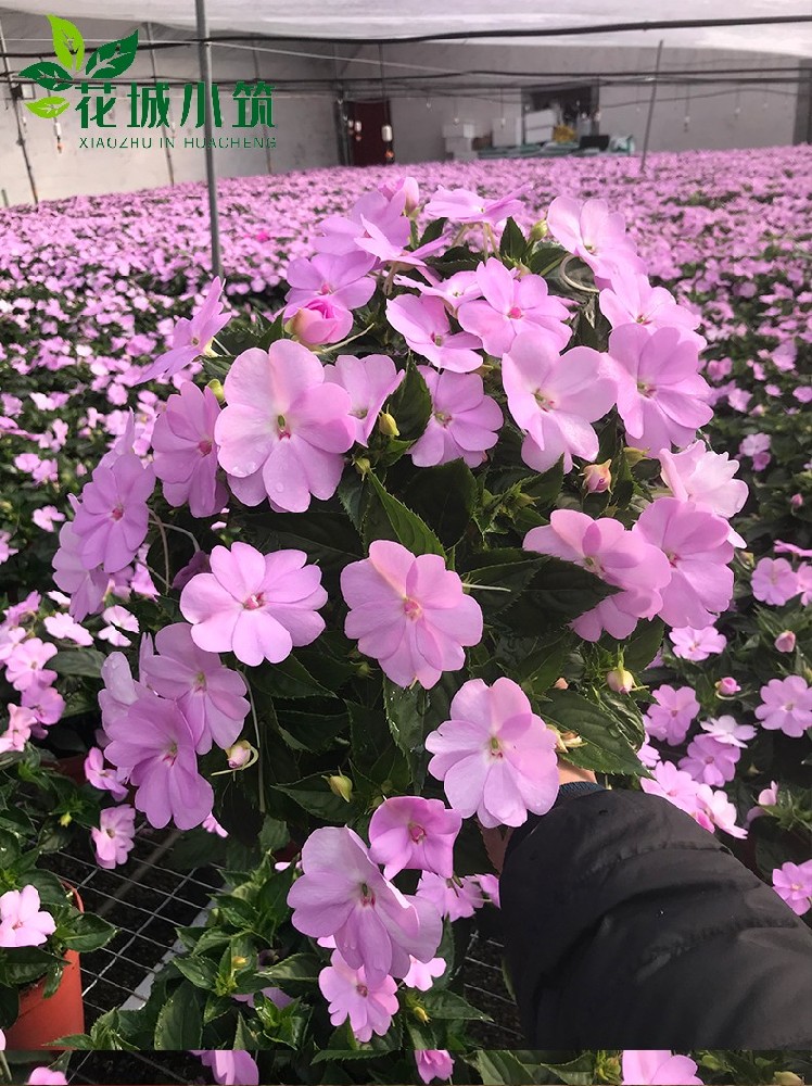 超級鳳仙